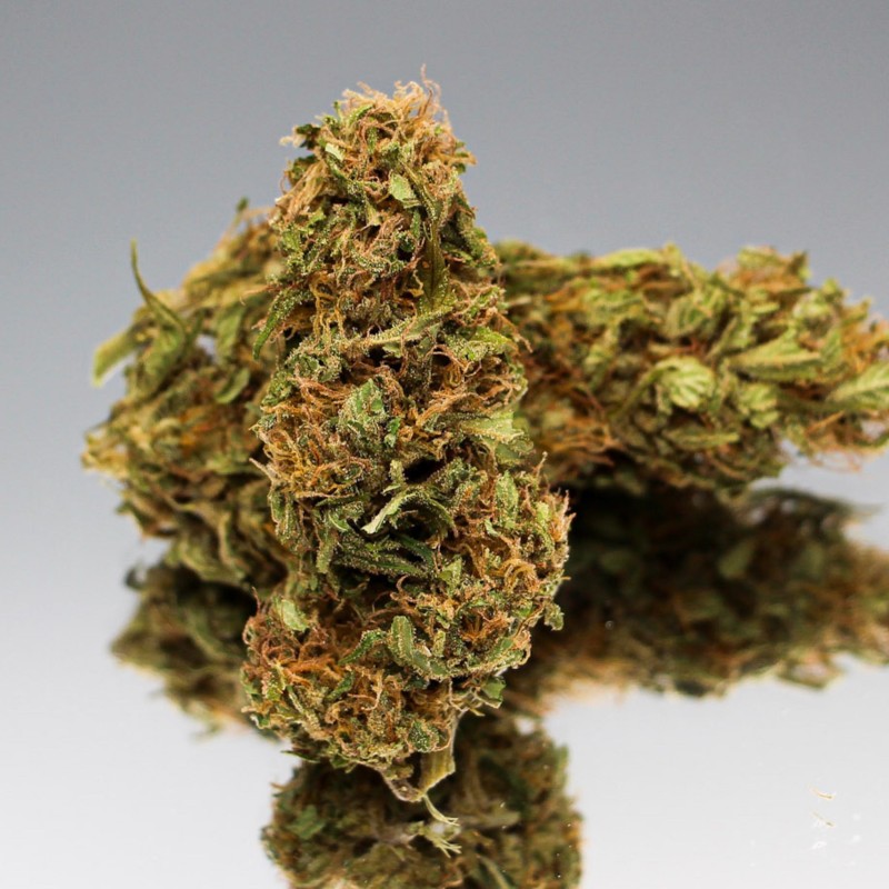 Fleur CBD Suver Haze bio riche en trichomes. Chanvre naturel aux arômes boisés et terreux
