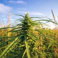 Fleurs CBD Bio - Extérieur