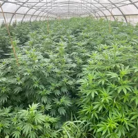 Fleurs CBD Bio - Sous Serres