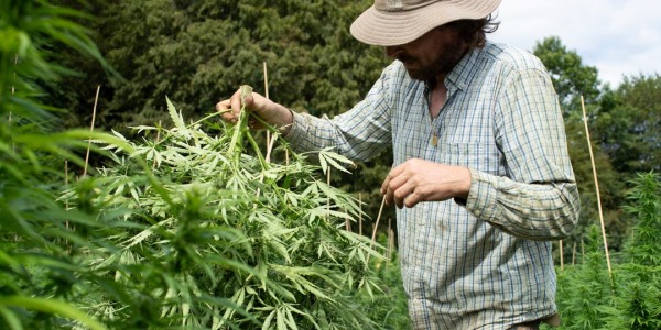 Trikome : Le producteur de CBD Bio en Savoie